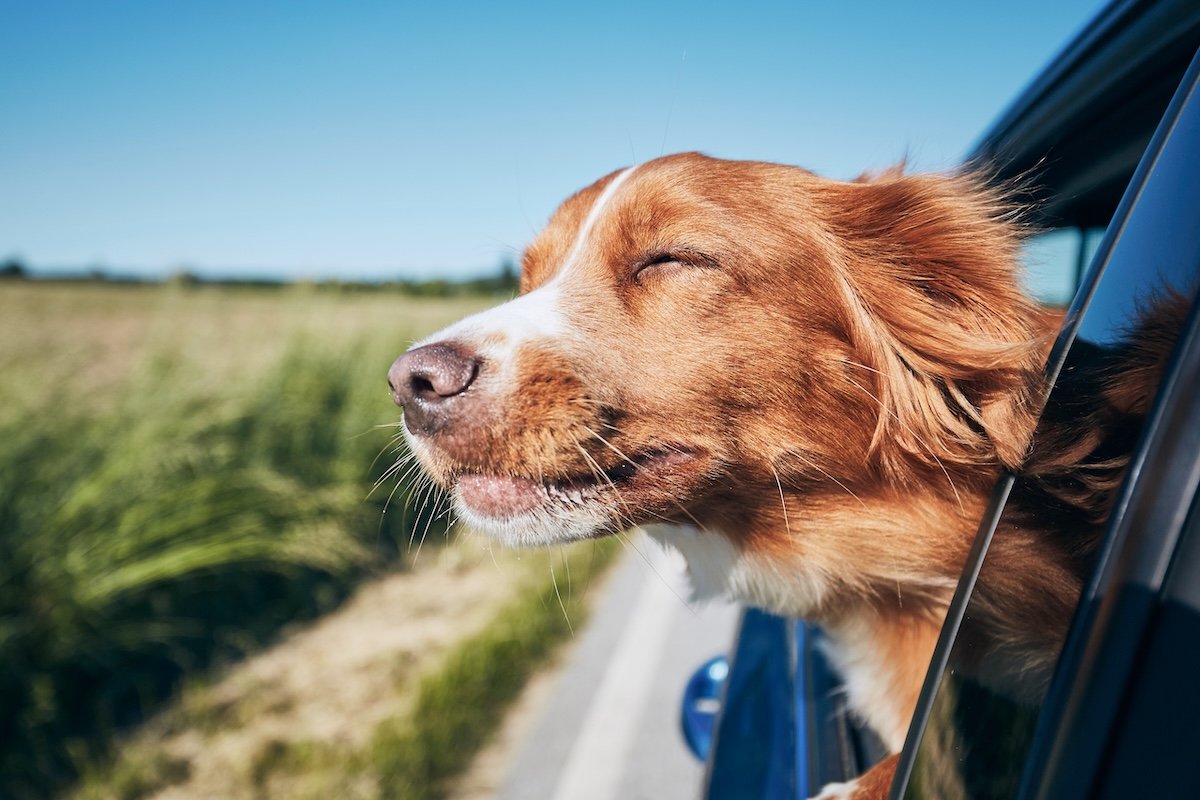 Dog travel by car. Nova Scotia Duck Tolling Retriever enjoying road trip.